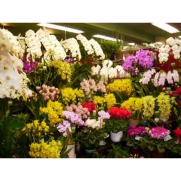 福岡県福岡市 中央区の花屋 フラワーブーケ大名店 をご紹介 フラワーギフトはプロのお花屋さんにおまかせ フジテレビフラワーネット