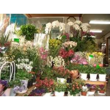 千葉県市原市の花屋 フラワーショップ はなぜん をご紹介 フラワーギフトはプロのお花屋さんにおまかせ フジテレビフラワーネット