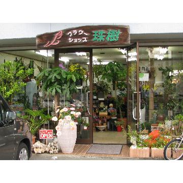 静岡県掛川市の花屋 フラワーショップ 珠樹 をご紹介 フラワーギフトはプロのお花屋さんにおまかせ フジテレビフラワーネット