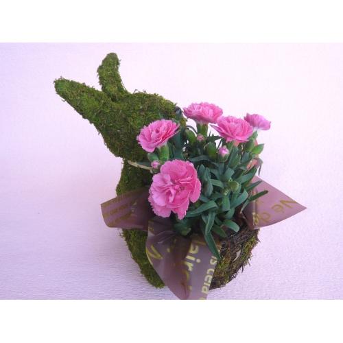 Plant Moss@Rabbit@Pink@3