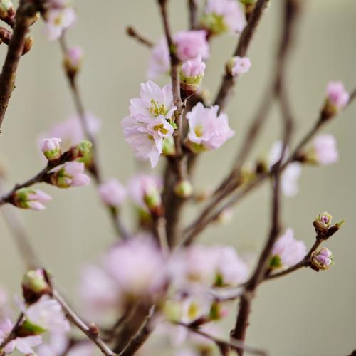 山形からの春便り啓翁桜（ミドルサイズ）8本」| 花屋「フジテレビ