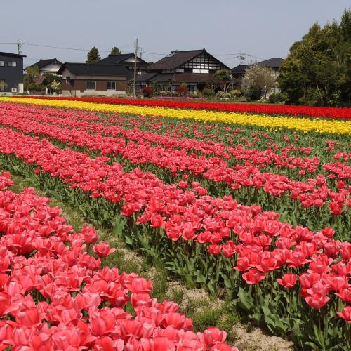 とやまのチューリップ球根「ぴちぴちピーチ」栽培セット」| 花屋「フジテレビフラワーネット」のオリジナル商品 |  フラワーギフトはプロのお花屋さんにおまかせ！フジテレビフラワーネット