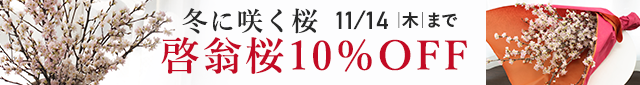 [Ԍ10OFFSALE