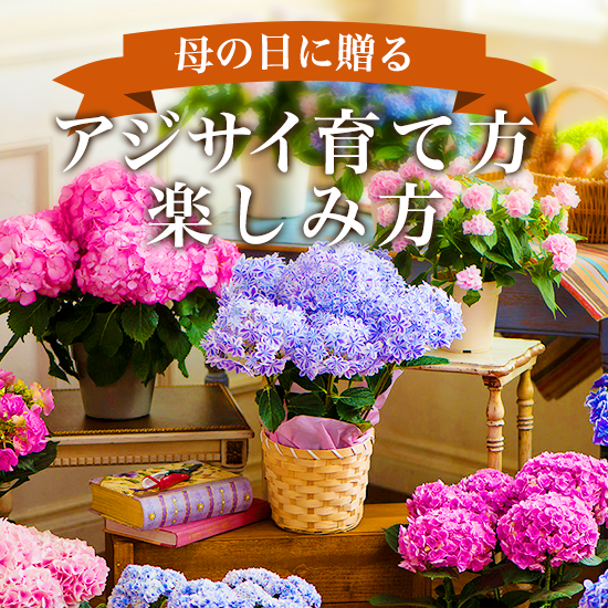 アジサイの育て方