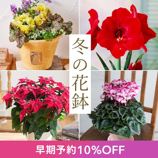 冬の花鉢10%OFF