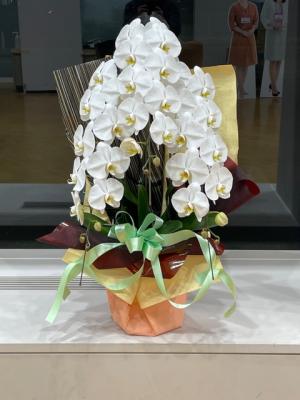 岩手県盛岡市の花屋 有 花ごころ をご紹介 フラワーギフトはプロのお花屋さんにおまかせ フジテレビフラワーネット