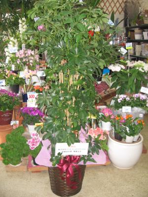 長野県佐久市の花屋 信濃植物園 をご紹介 フラワーギフトはプロのお花屋さんにおまかせ フジテレビフラワーネット