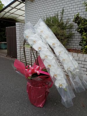 東京都世田谷区の花屋 ちとせフラワー をご紹介 フラワーギフトはプロのお花屋さんにおまかせ フジテレビフラワーネット