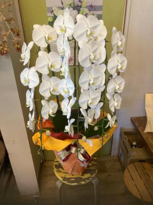 千葉県木更津市の花屋 フラワースポット花壇 をご紹介 フラワーギフトはプロのお花屋さんにおまかせ フジテレビフラワーネット