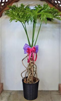 鳥取県米子市の花屋 花はうす えど 園芸センターえど をご紹介 フラワーギフトはプロのお花屋さんにおまかせ フジテレビフラワーネット