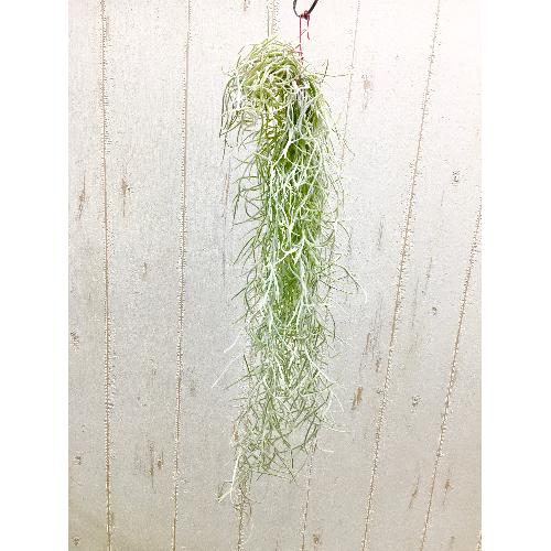 エアプランツ チランジア ウスネオイデス 太葉 Tillandsia Usneoides スパニッシュモス 花屋 フラワーショップ オリーブ八事店 のオリジナル商品 フラワーギフトはプロのお花屋さんにおまかせ フジテレビフラワーネット