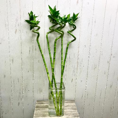 発色良好 幸運竹 スパイラルバンブー 70-75cm 5本」| 花屋「PLANTS SHOP OLIVE」のオリジナル商品 |  フラワーギフトはプロのお花屋さんにおまかせ！フジテレビフラワーネット