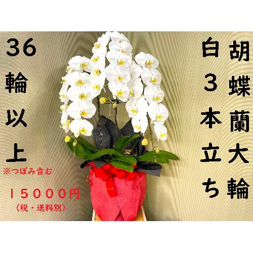 胡蝶蘭白3本立ち36輪以上（つぼみを含む）御祝ラッピング」| 花屋