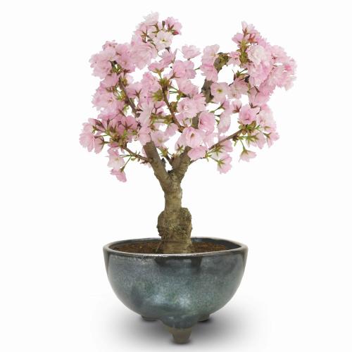 一才桜 旭山桜」| 花屋「フジテレビフラワーネット」のオリジナル商品 